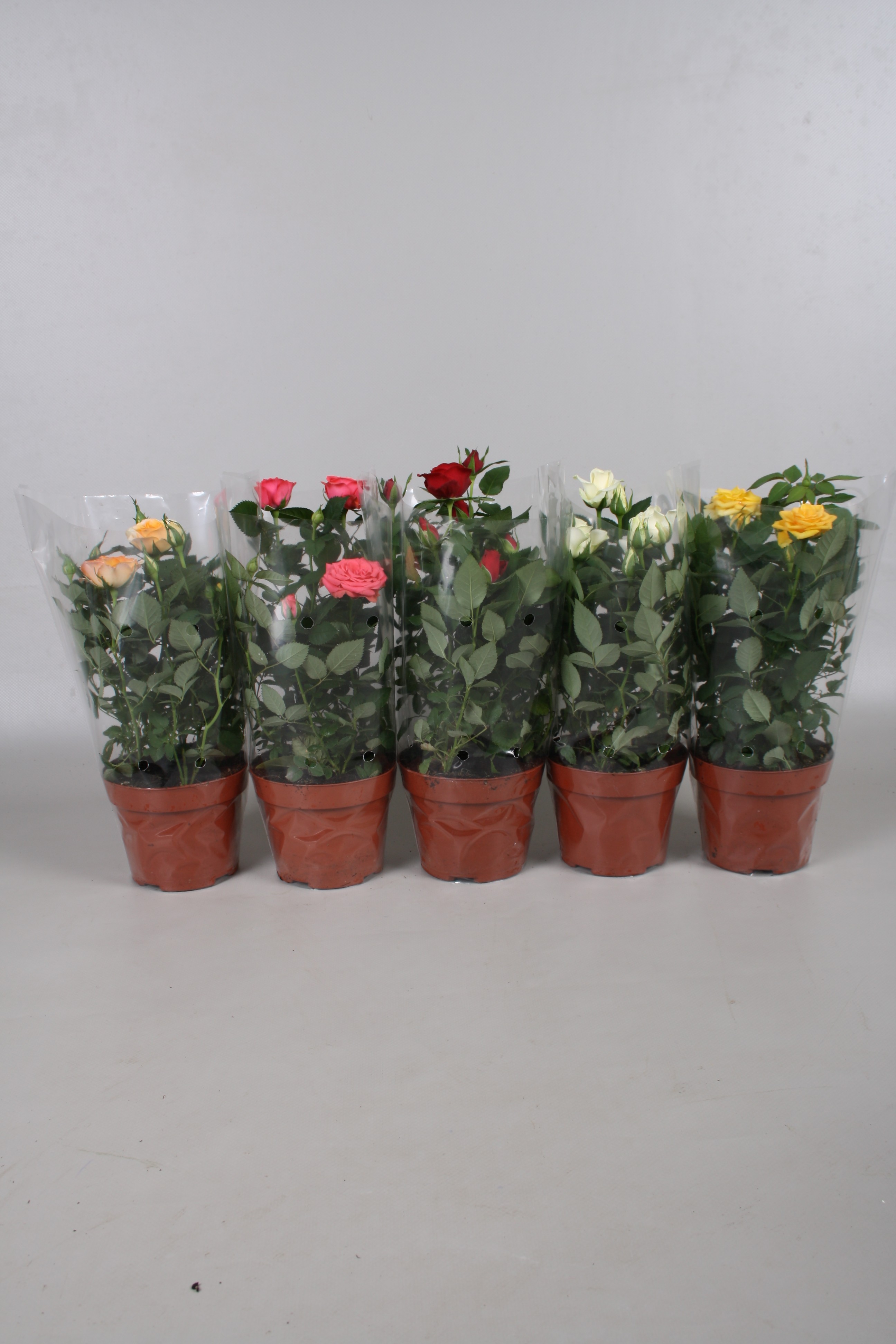 Mix trandafiri, 30 cm, diverse culori