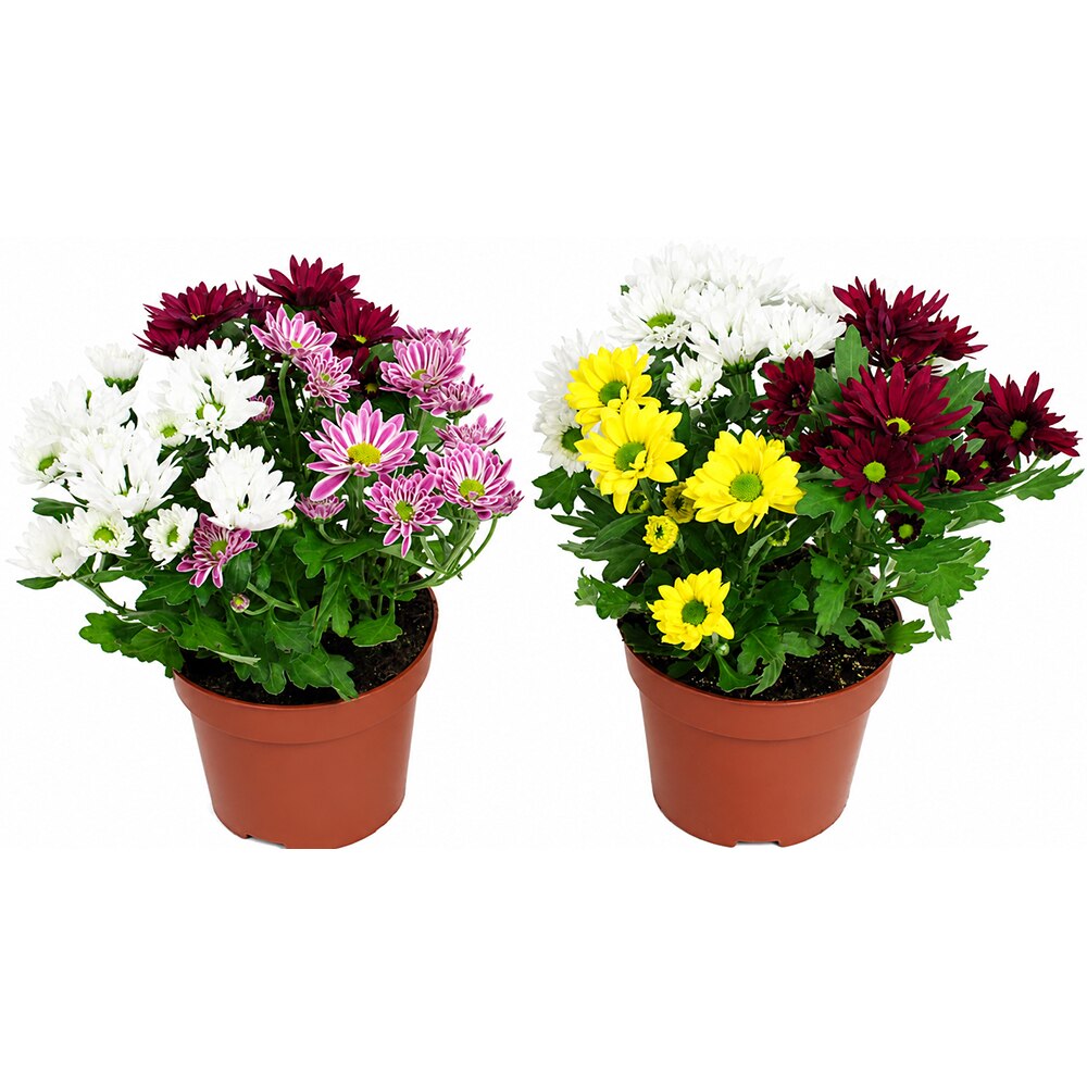 Crizantema Fancy & Fusion, D 12 cm, H 20 cm