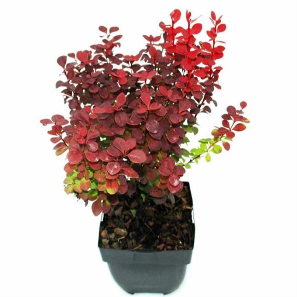 Berberis Thunbergii, D17 cm, H35-40 cm