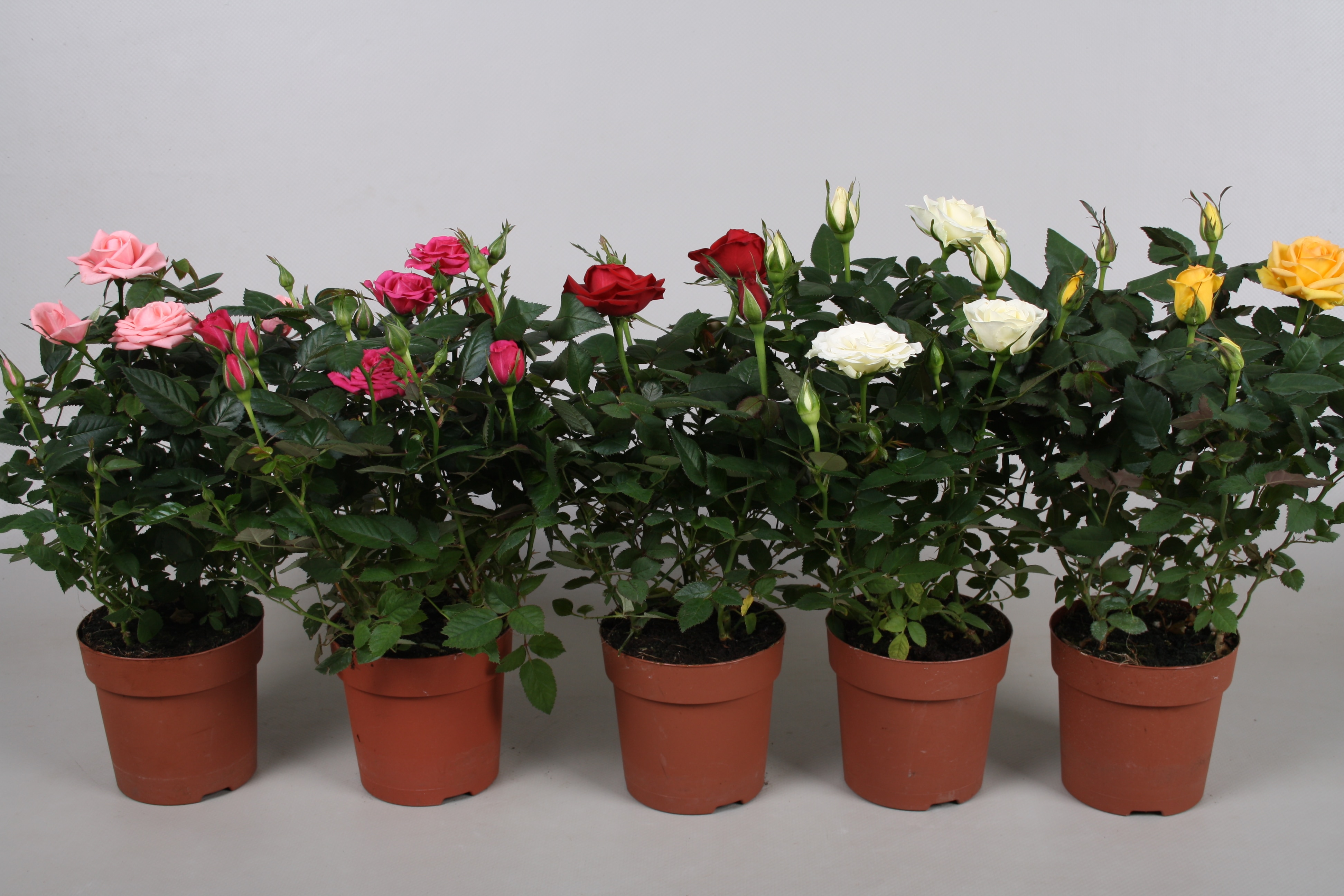 Mix trandafiri, 45 cm