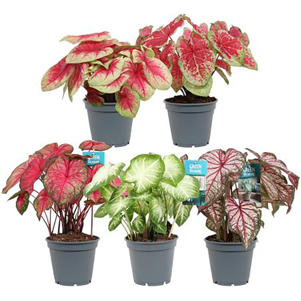Caladium, D17 cm, H40 cm