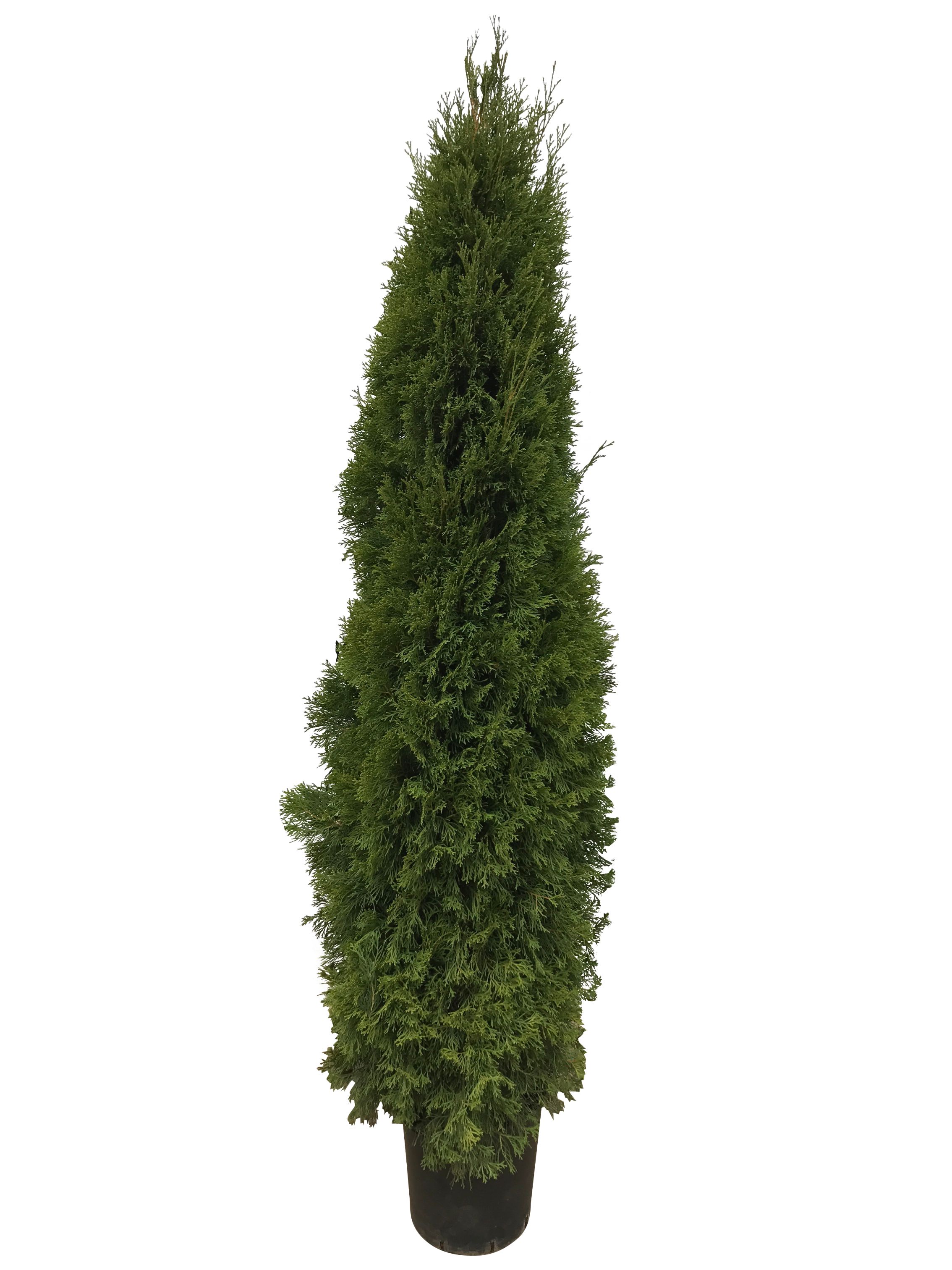 Conifer Thuja, 18 L • Occidentalis Smaragd