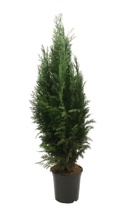 Arbore ornamental Chamaecyparis Columnris, H 140 160 cm
