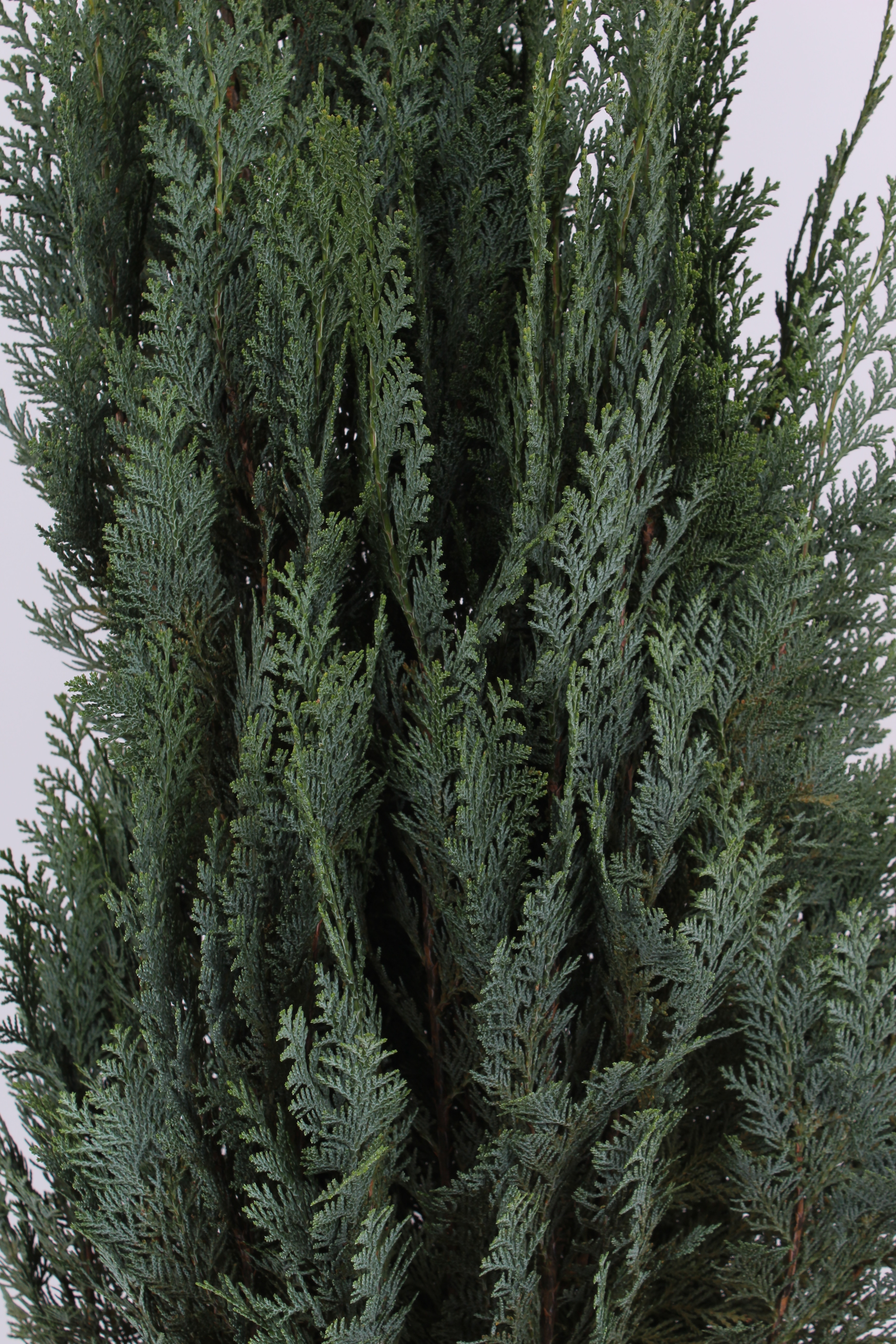 Arbore ornamental Chamaecyparis Columnris, H 140 160 cm