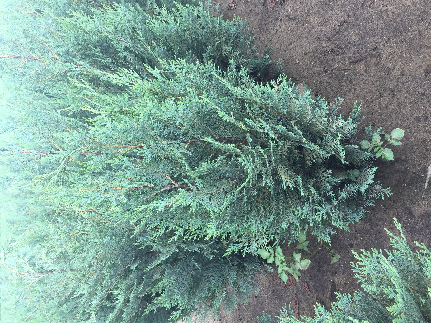 Arbore ornamental Chamaecyparis Columnris, H 140 160 cm