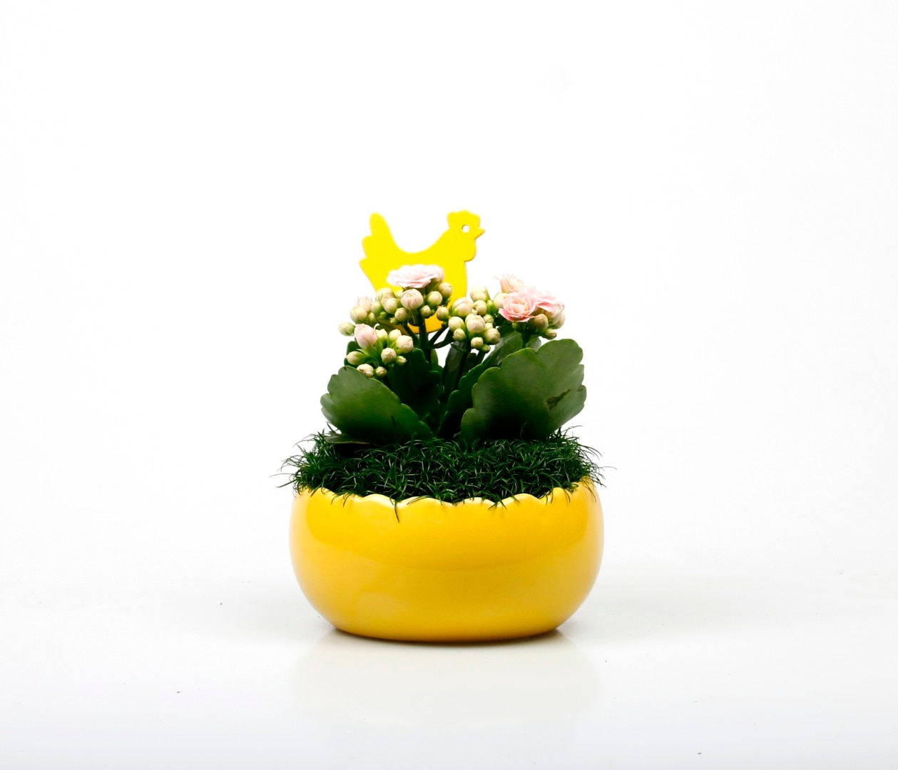 Crizantema, in ghiveci, 9 cm