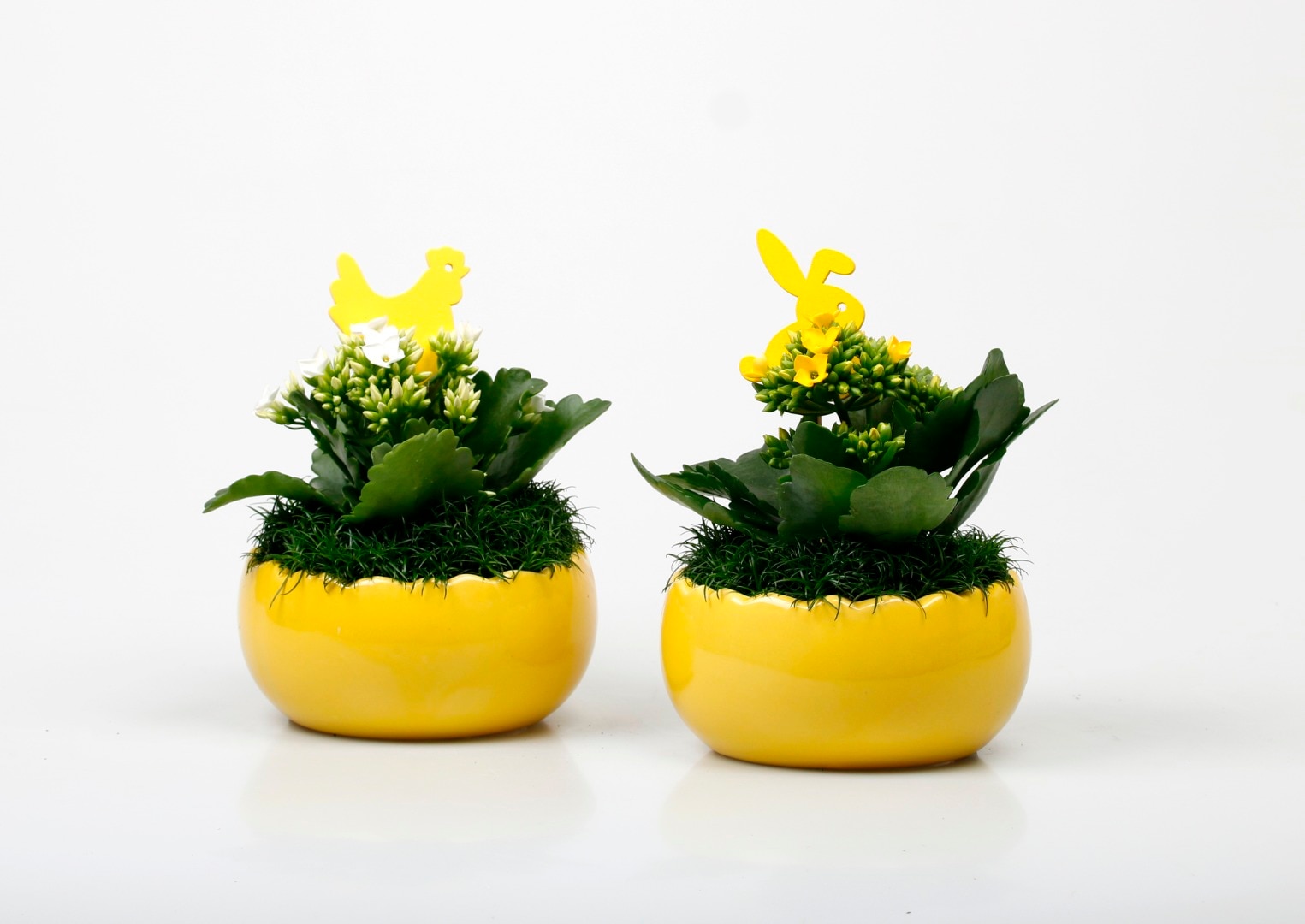 Crizantema, in ghiveci, 9 cm