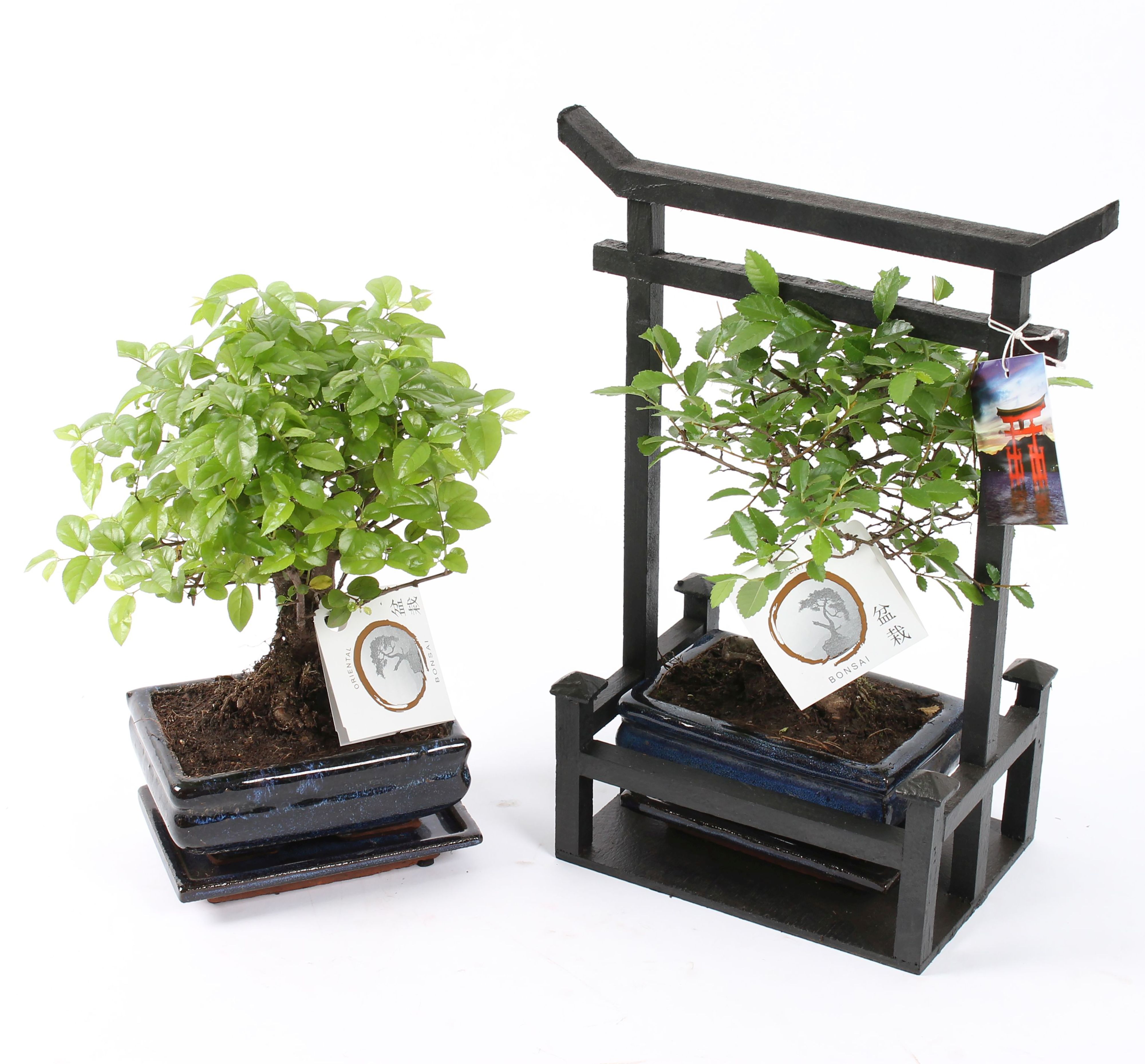 Bonsai japonez, in torii