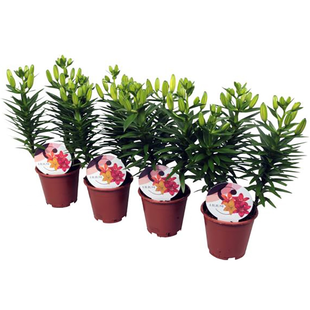 Crin Imperial, H 40-50 cm