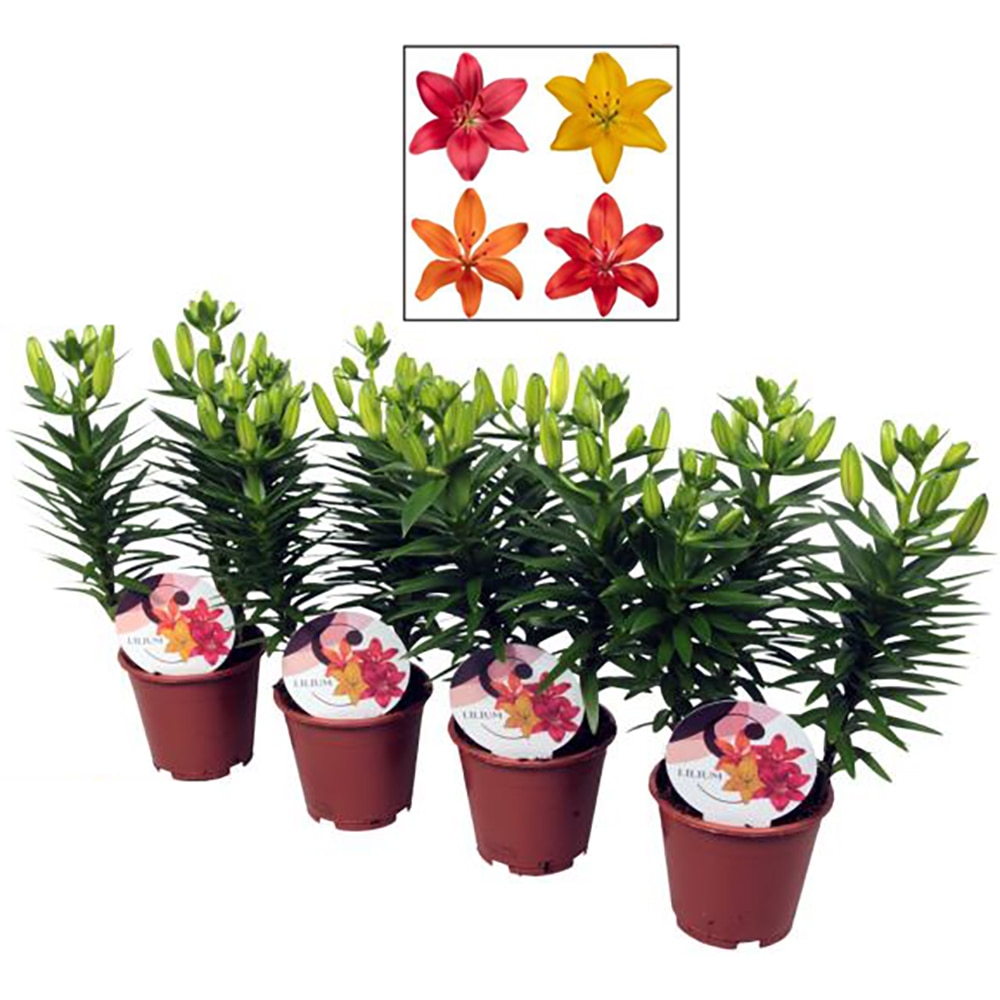 Crin Imperial, H 40-50 cm