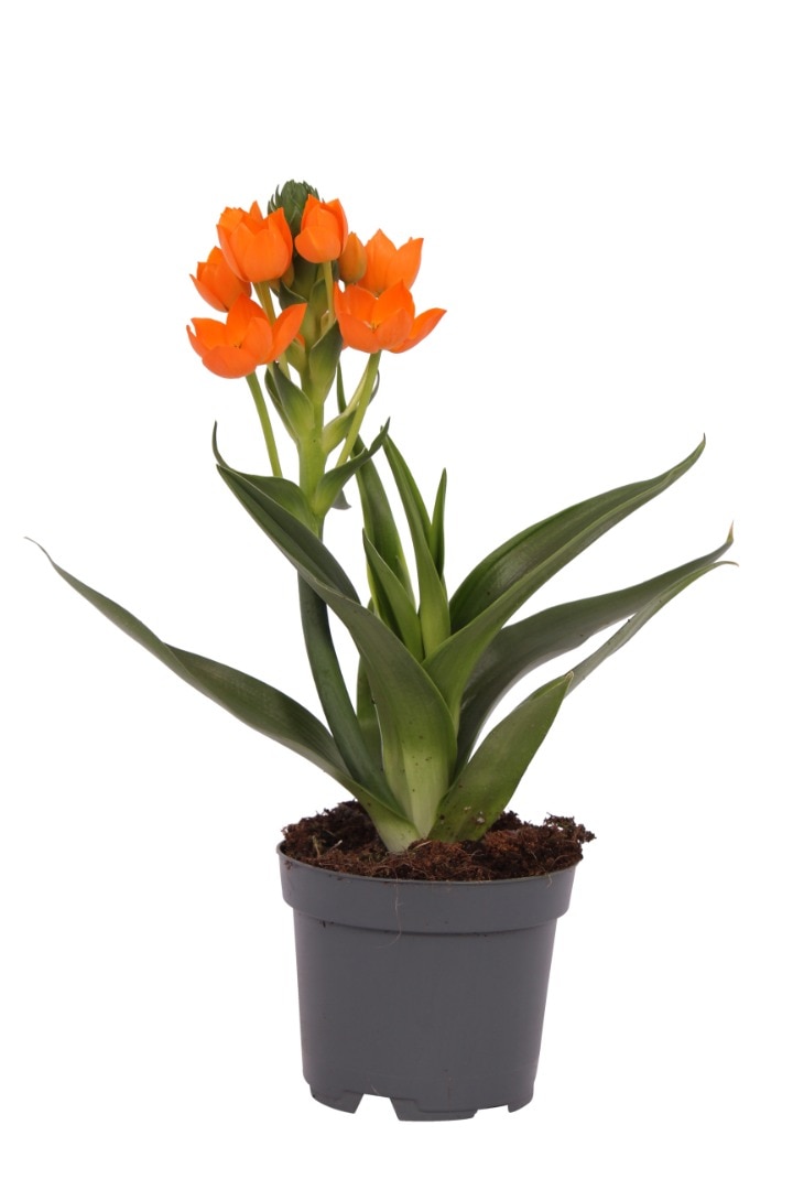 Steaua din Betleem, in ghiveci, 15 - 20 cm