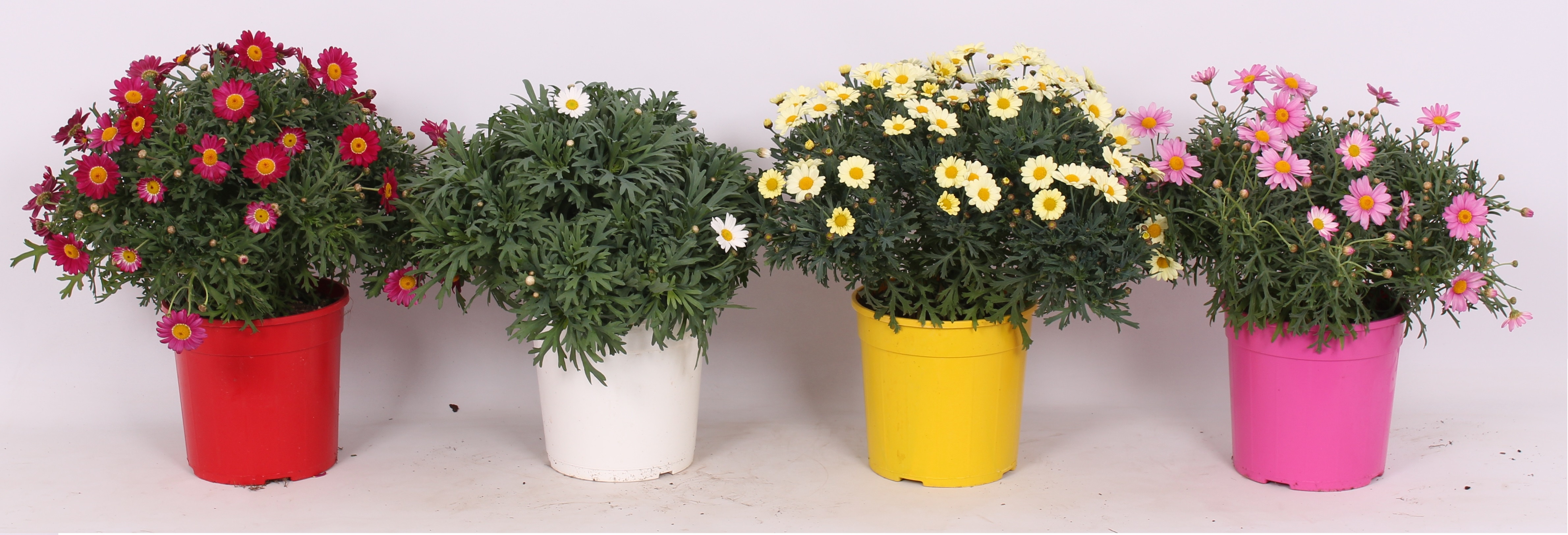 Planta in ghiveci, Margareta, 60 cm, diverse culori