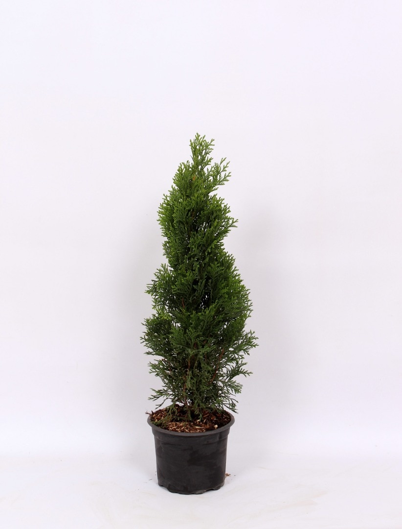Conifer Thuja, 50 cm  Occidental Smaragd