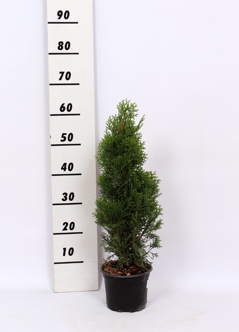 Conifer Thuja, 50 cm  Occidental Smaragd