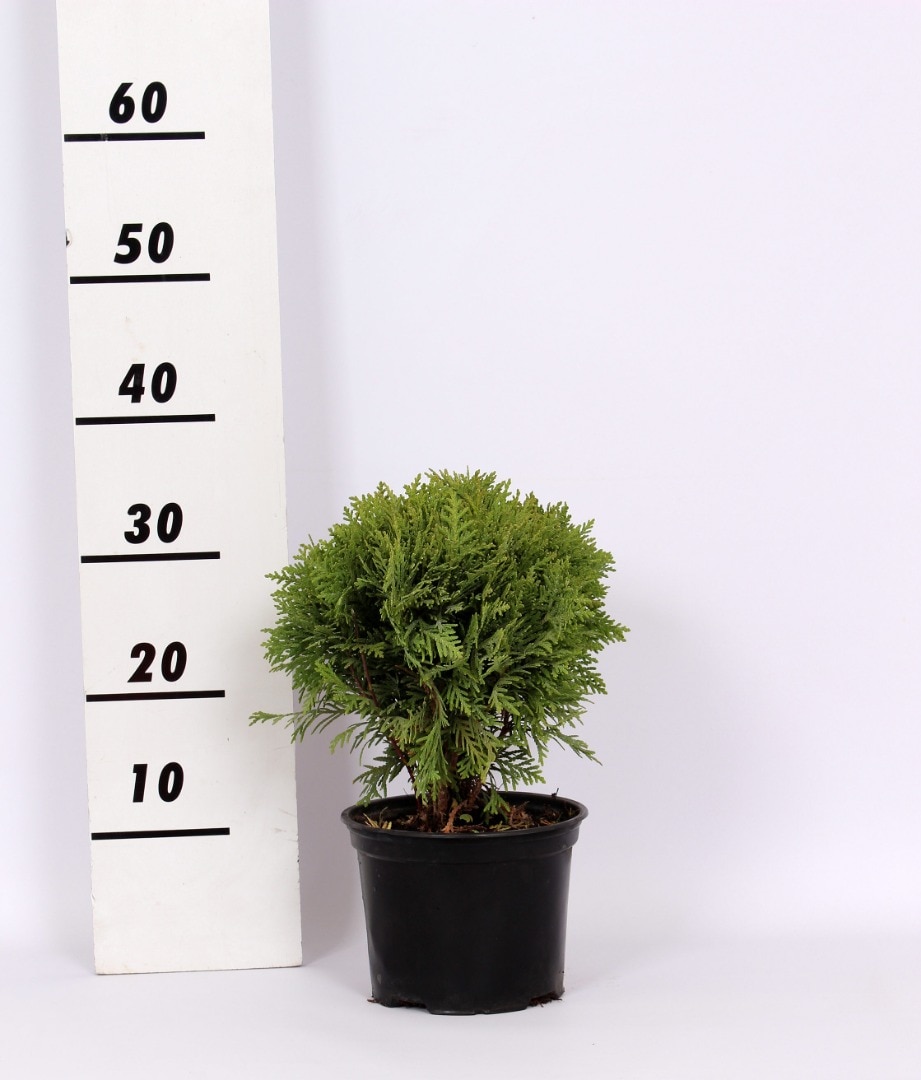 Conifer Thuja, 20-25 cm  Occidental Danica