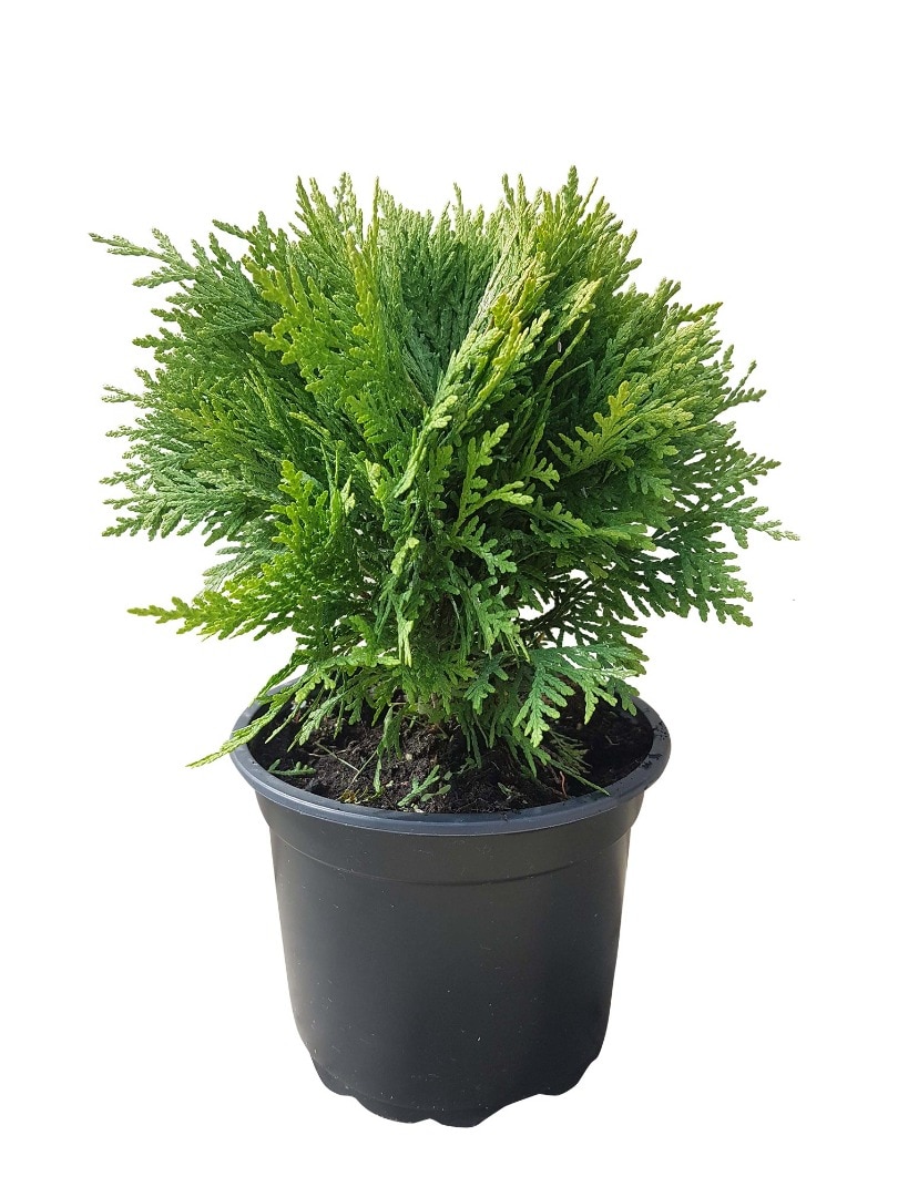 Conifer Thuja, 20-25 cm  Occidental Danica