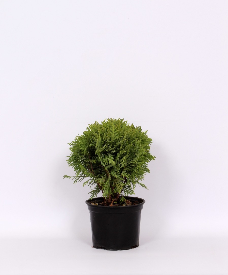 Conifer Thuja, 20-25 cm  Occidental Danica