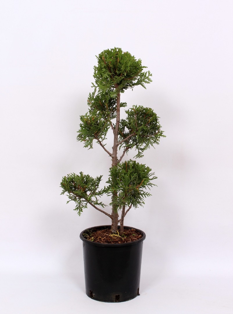 Conifer forma potgrow  