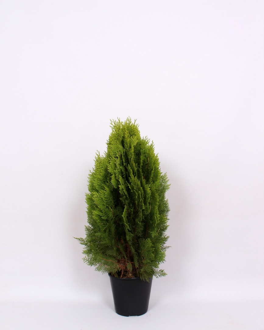 Conifer forma potgrow  