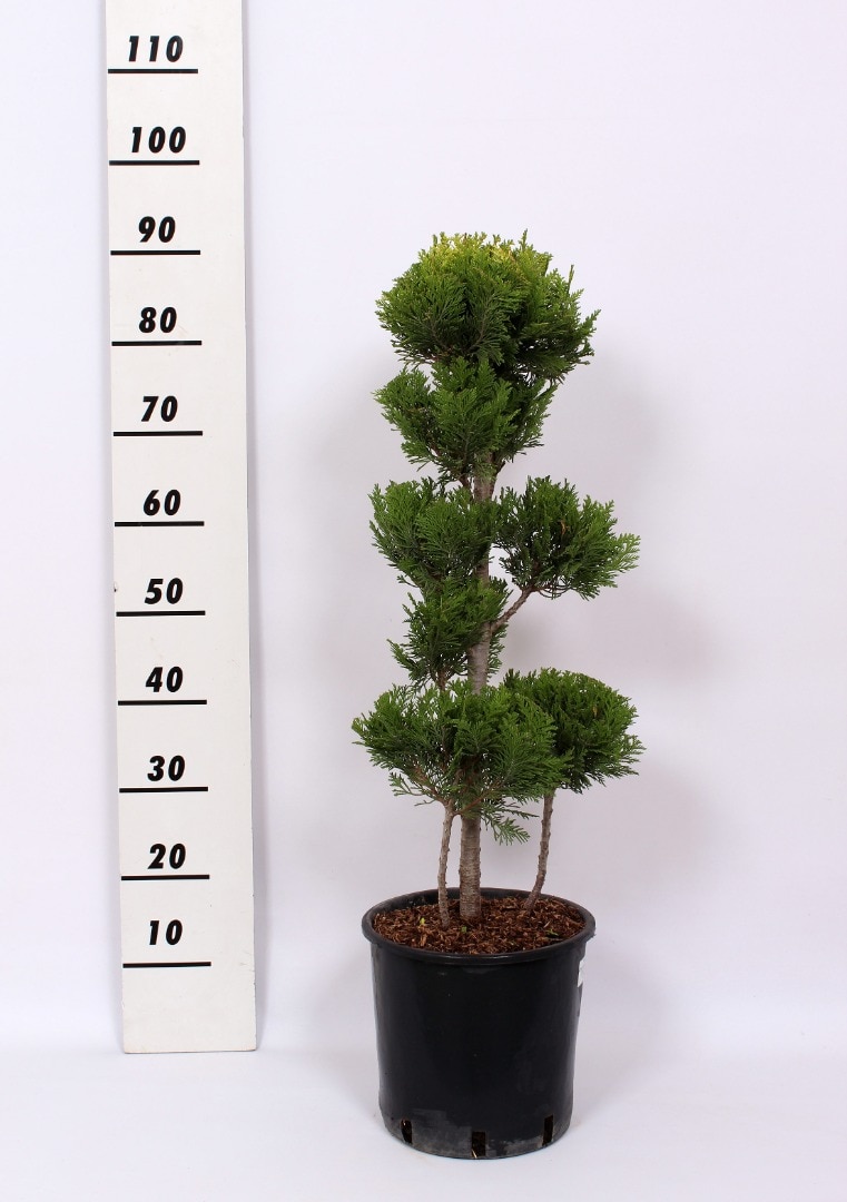 Conifer forma potgrow  