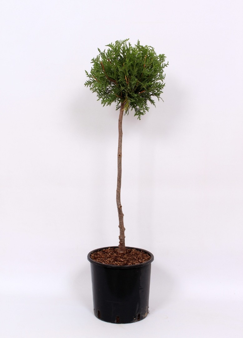 Conifer forma potgrow  
