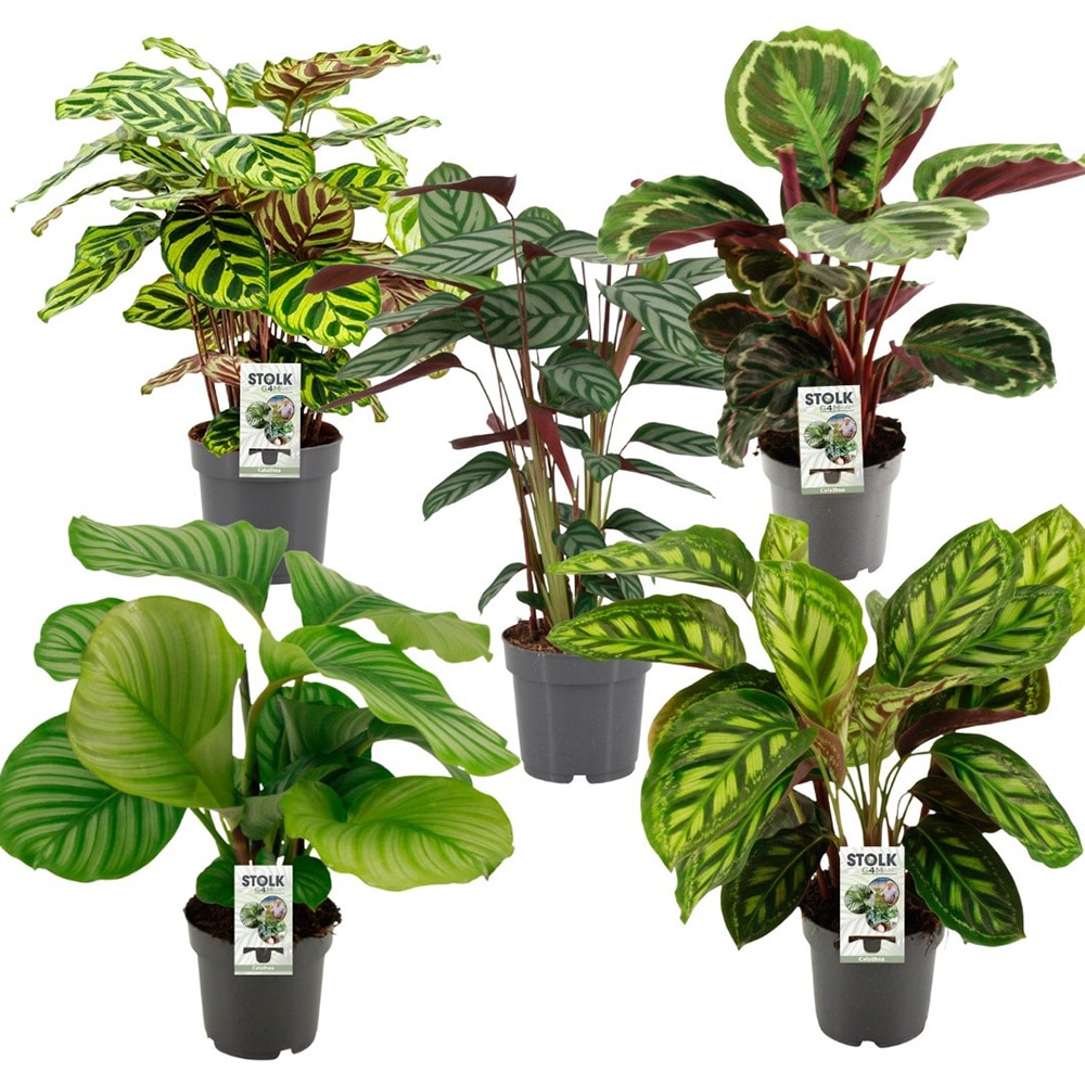 Mix Calathea, D17 cm, H55 cm