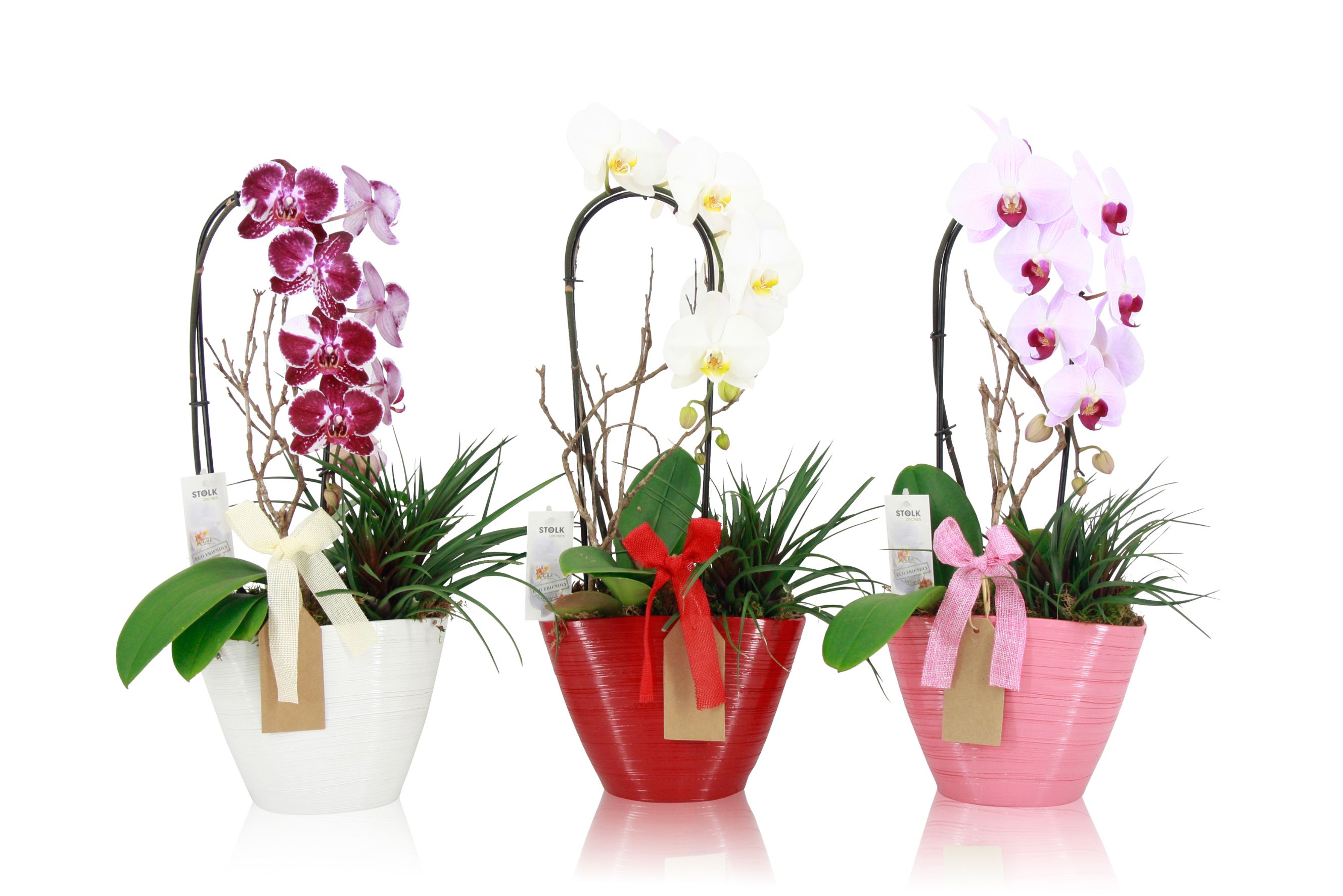 Orhidee, in ghiveci, 22 cm