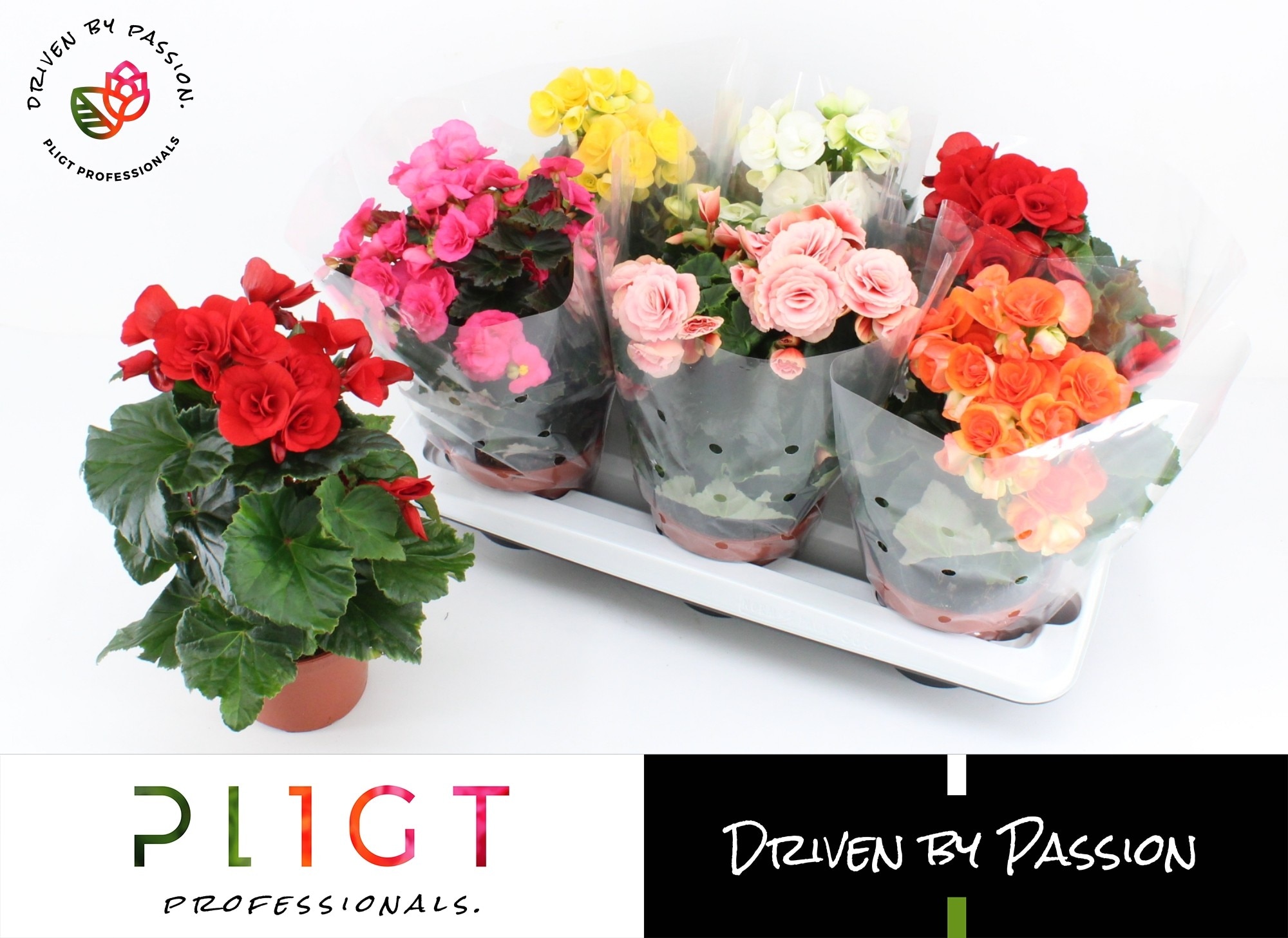 Plante Begonia, mix, 14 cm, diverse culori