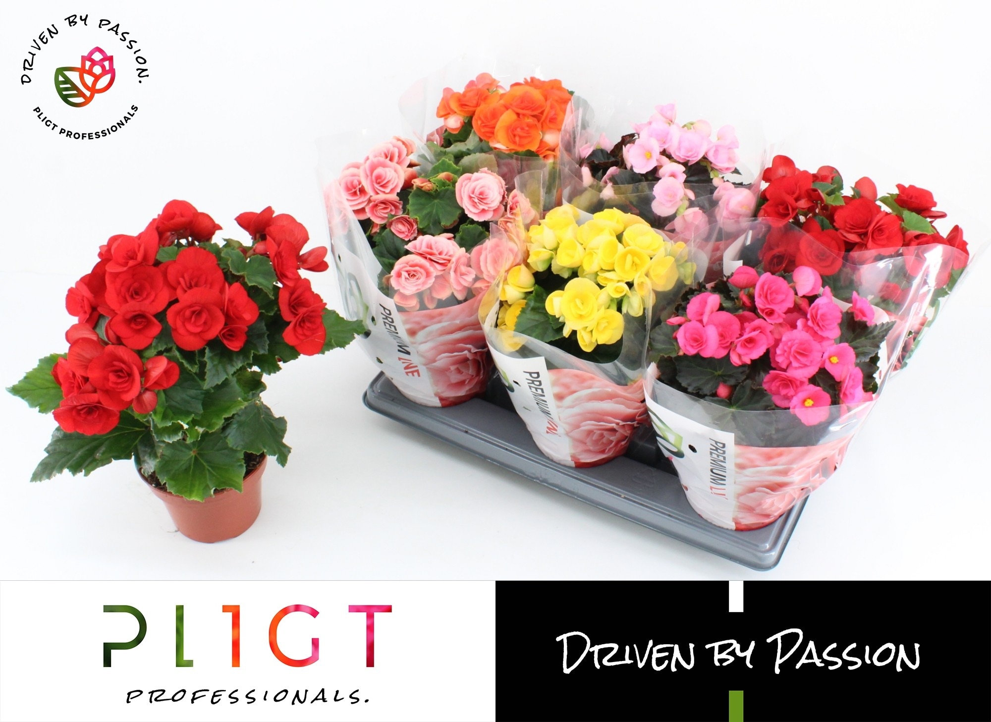 Plante Begonia, mix, 14 cm, diverse culori