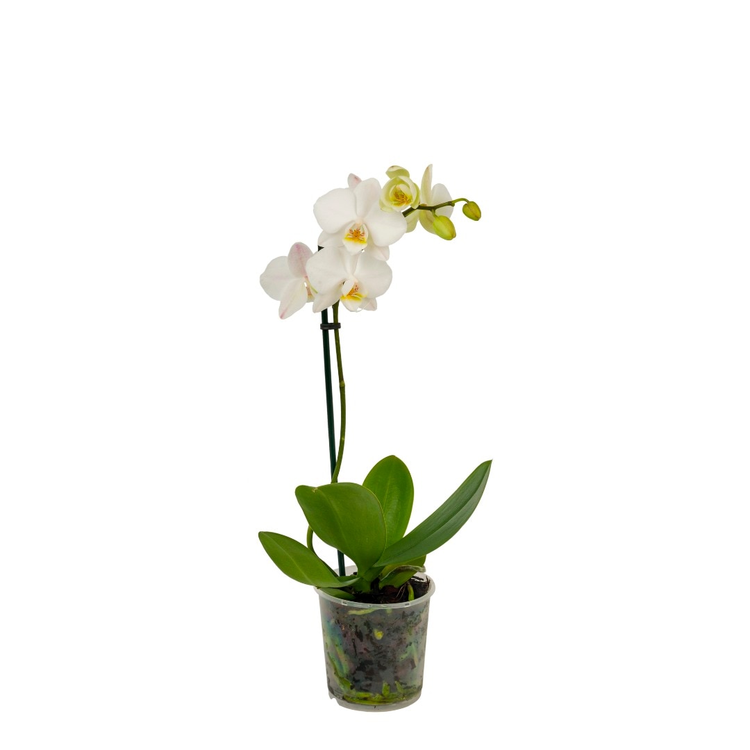 Orhidee Phalaenopsis, 1 tija, 50-70 cm inaltime, 12 cm diametrul ghiveci, diverse culori