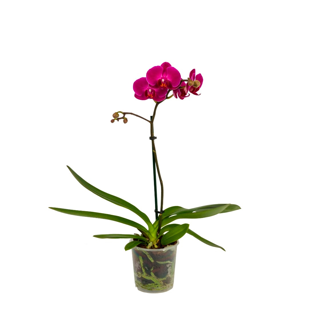 Orhidee Phalaenopsis, 1 tija, 50-70 cm inaltime, 12 cm diametrul ghiveci, diverse culori