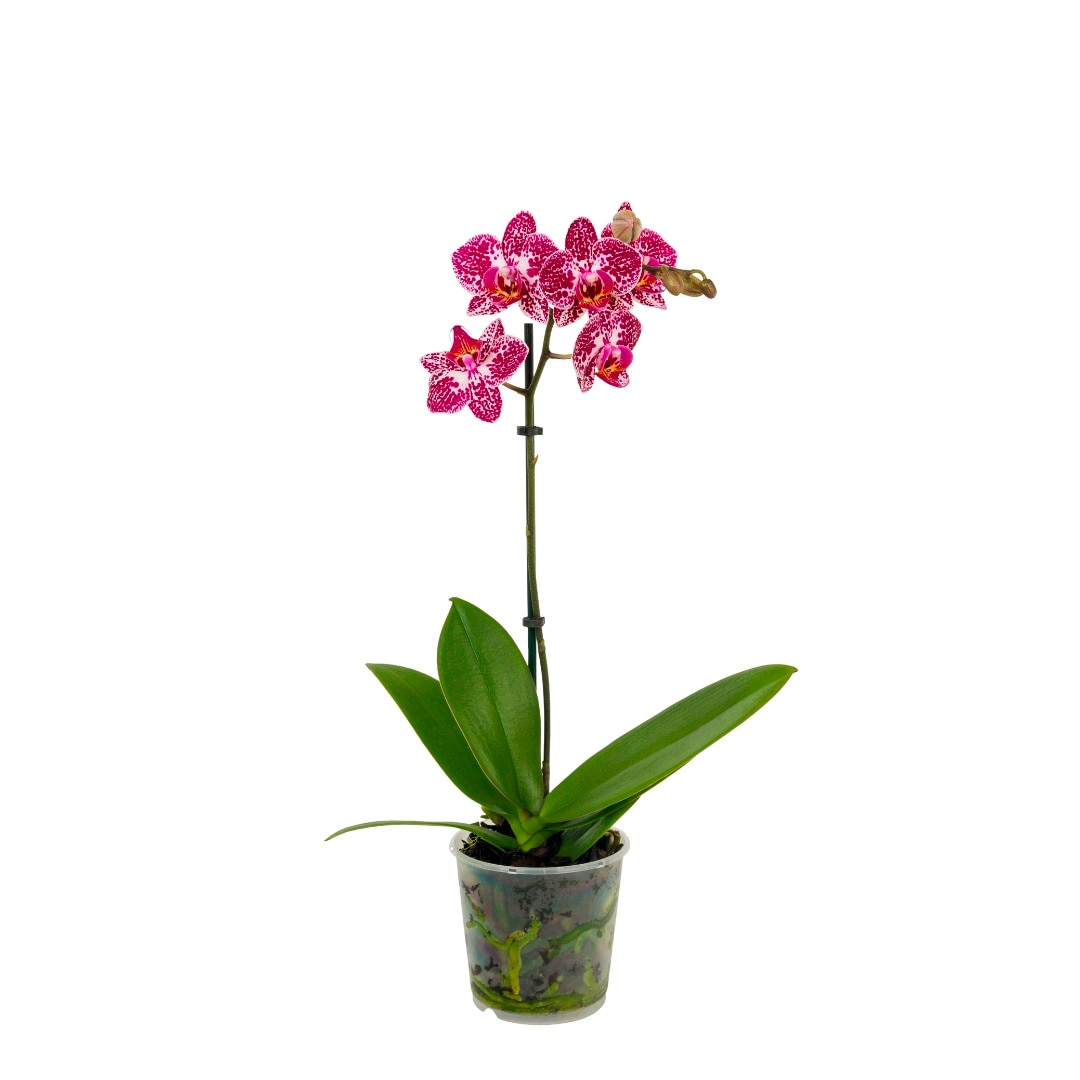Orhidee Phalaenopsis, 1 tija, 50-70 cm inaltime, 12 cm diametrul ghiveci, diverse culori
