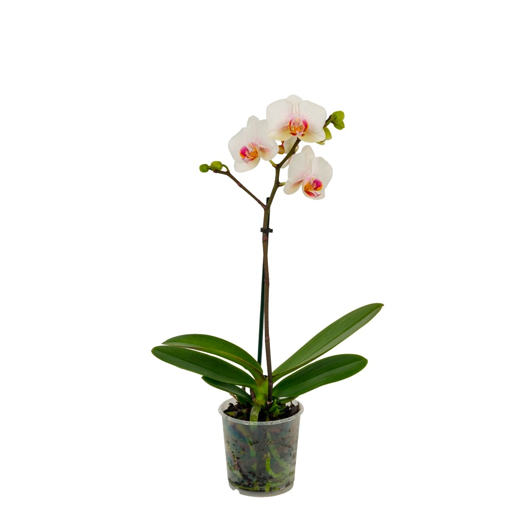 Orhidee Phalaenopsis, 1 tija, 50-70 cm inaltime, 12 cm diametrul ghiveci, diverse culori