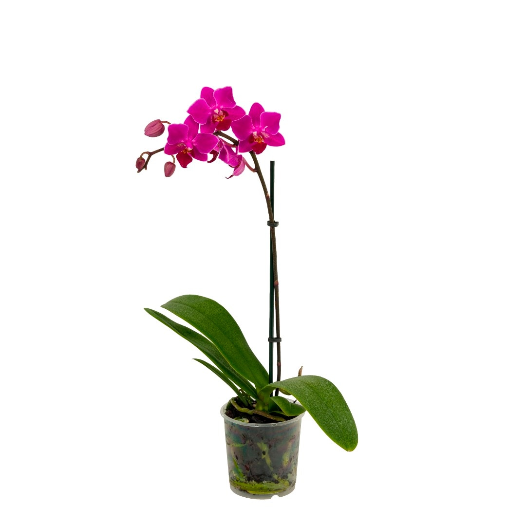 Orhidee Phalaenopsis, 1 tija, 50-70 cm inaltime, 12 cm diametrul ghiveci, diverse culori
