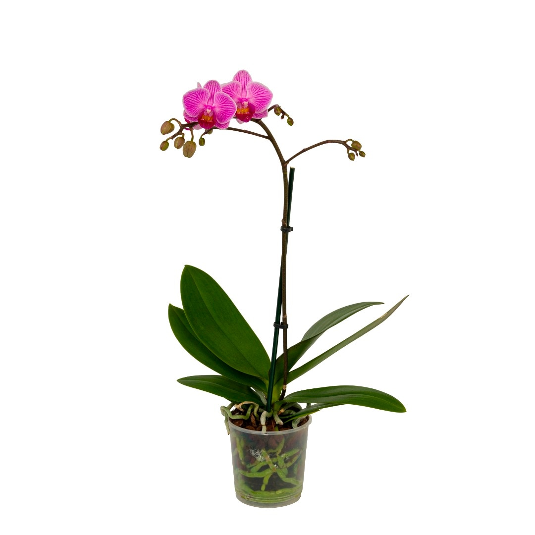 Orhidee Phalaenopsis, 1 tija, 50-70 cm inaltime, 12 cm diametrul ghiveci, diverse culori
