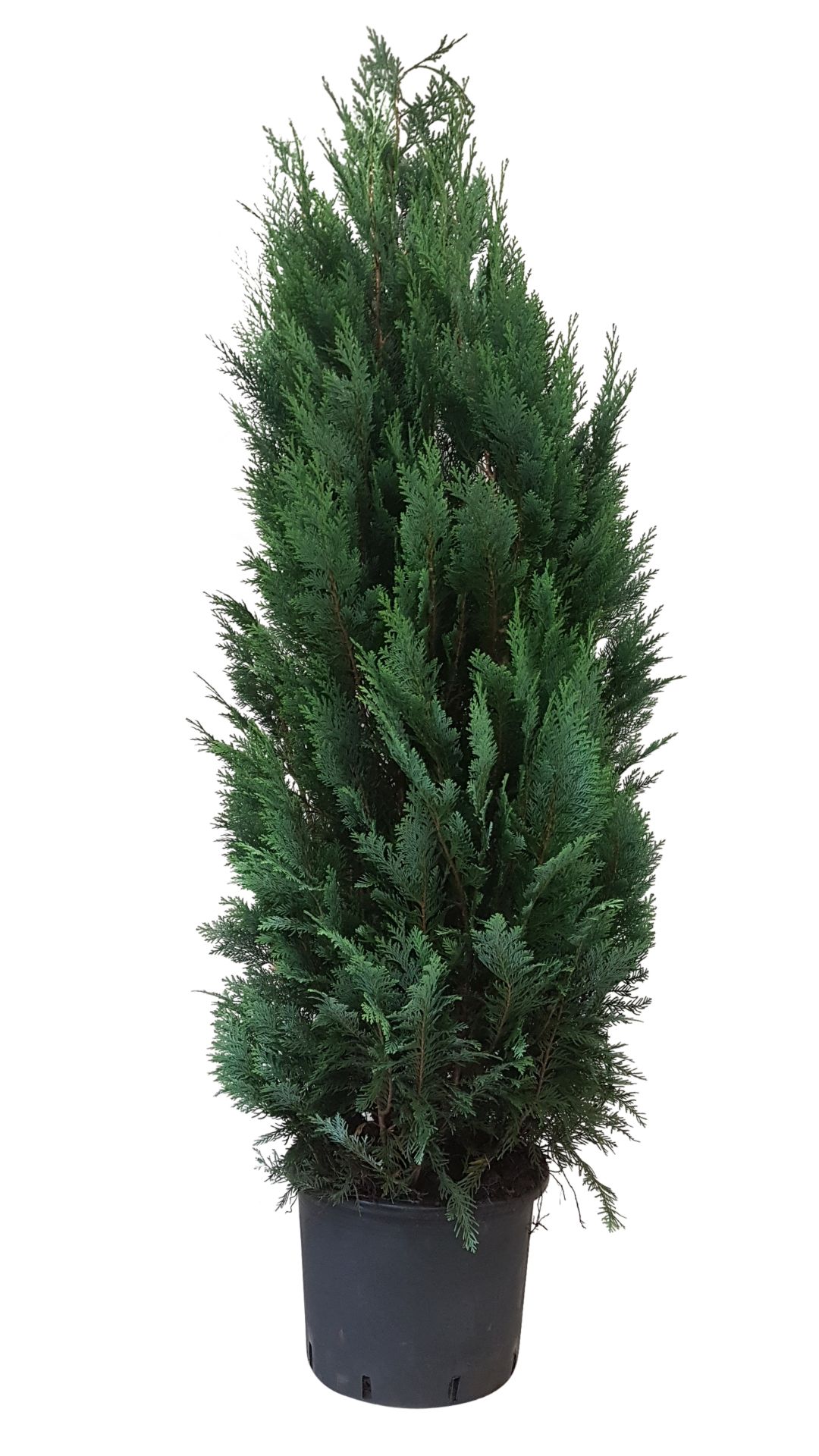 Thuja Chamaecyparis Columnaris (Arbore conifer) in ghiveci de plastic