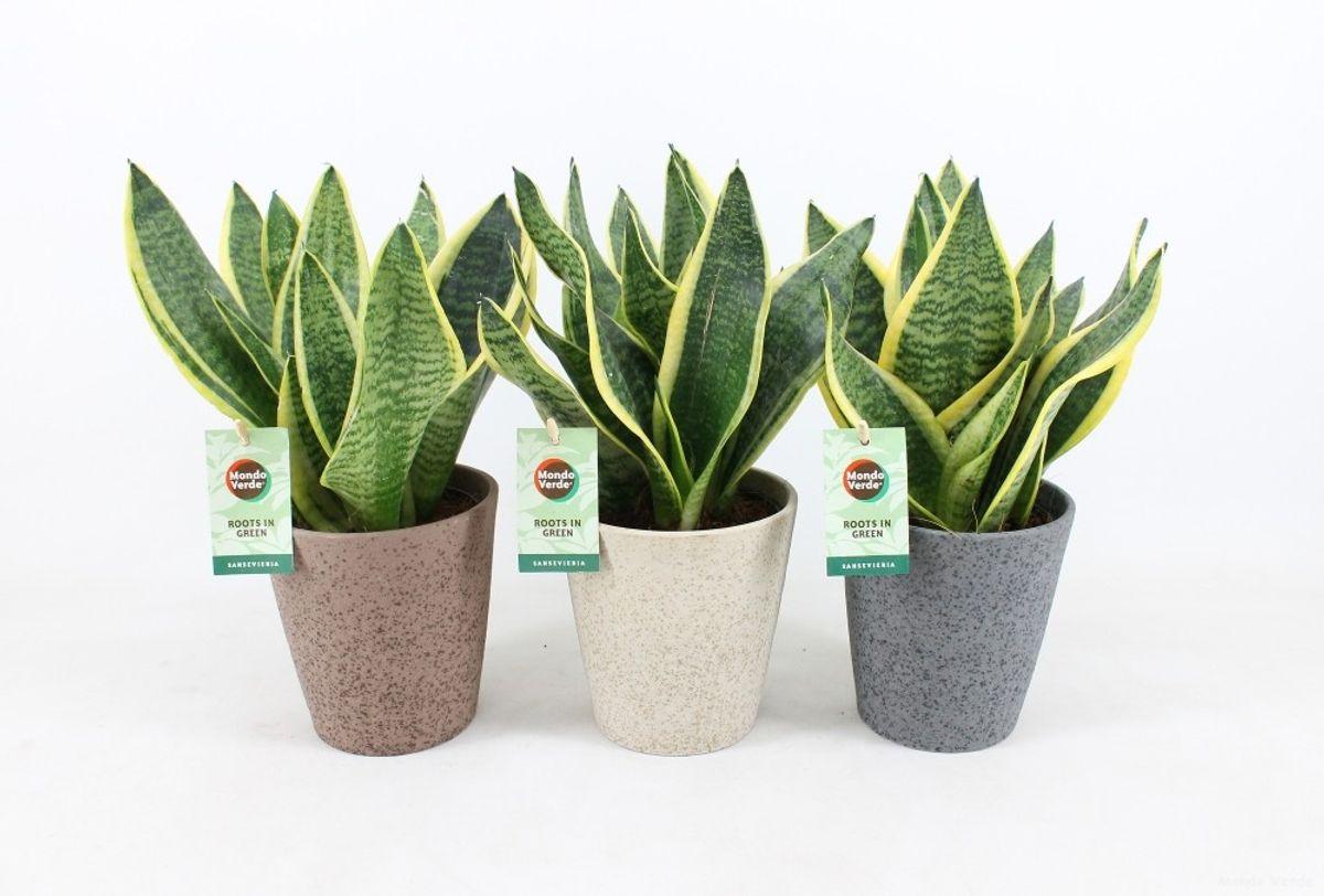 Sansevieria superba, ghiveci ceramic, inaltime 35-40 cm