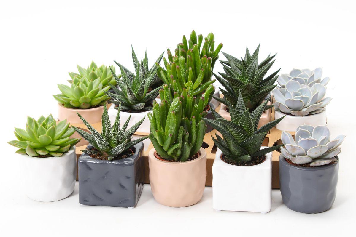 Planta interior, Suculenta, ghiveci ceramic