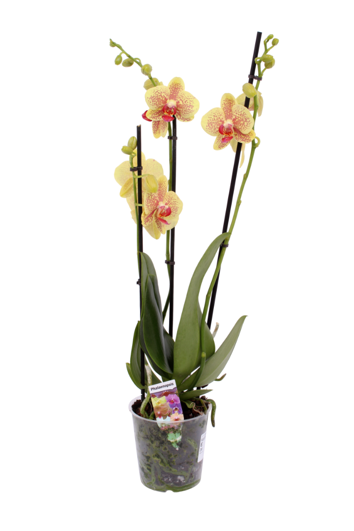 Orhidee, in ghiveci, 35 cm