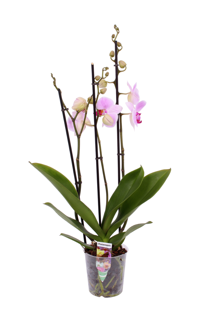 Orhidee, in ghiveci, 35 cm