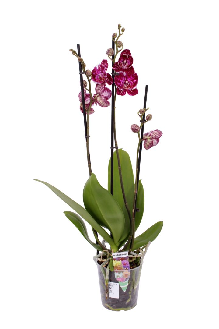 Orhidee, in ghiveci, 35 cm
