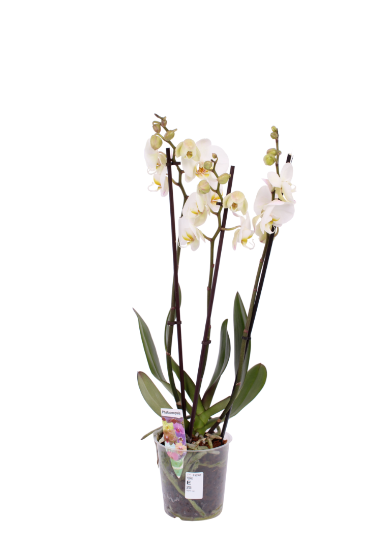 Orhidee, in ghiveci, 35 cm
