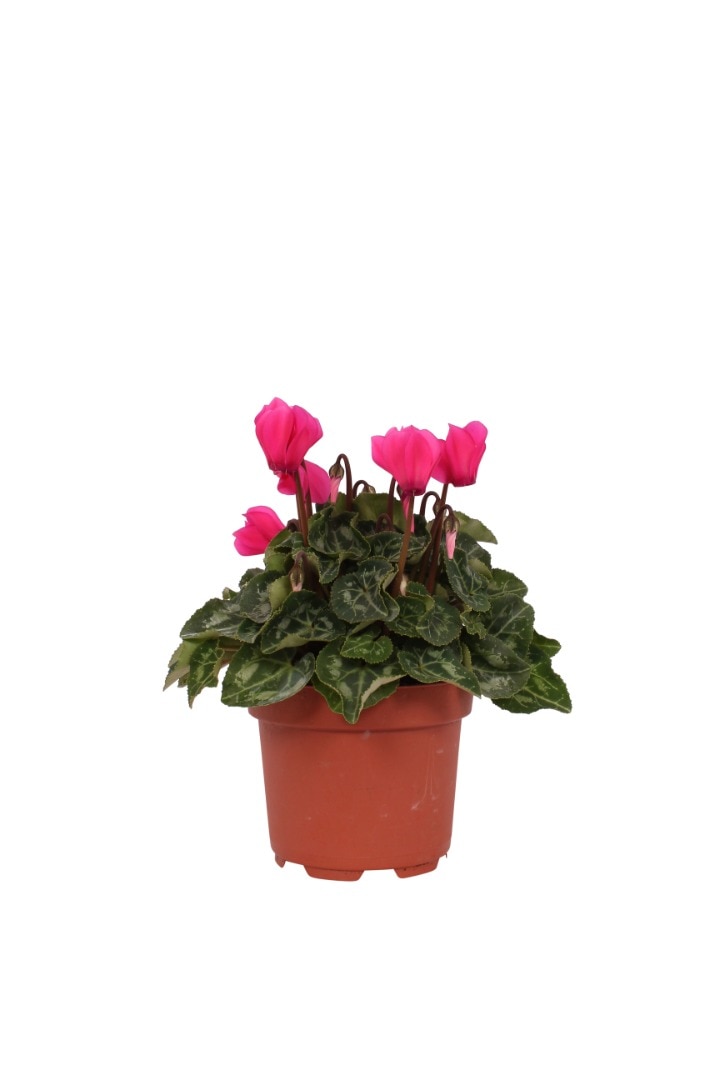 Cyclamen mix, in ghiveci, 10.5 cm