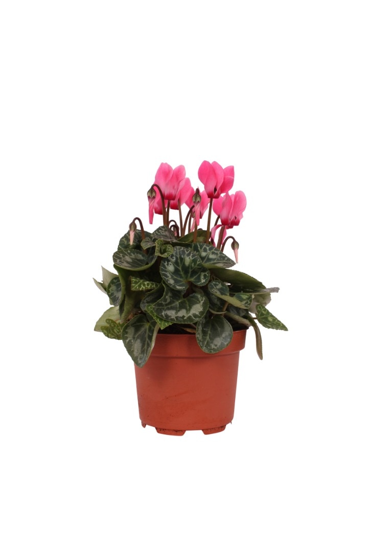 Cyclamen mix, in ghiveci, 10.5 cm