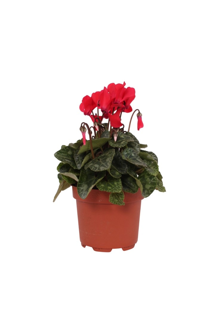 Cyclamen mix, in ghiveci, 10.5 cm