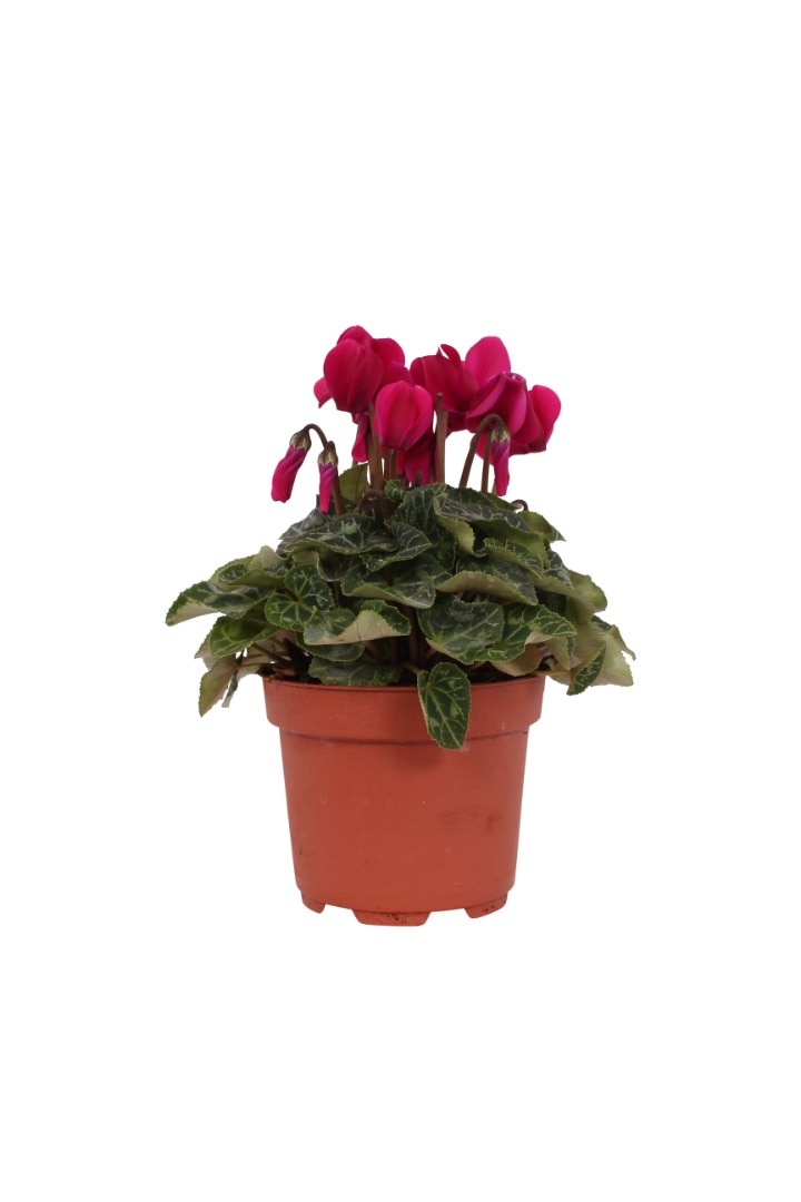 Cyclamen mix, in ghiveci, 10.5 cm