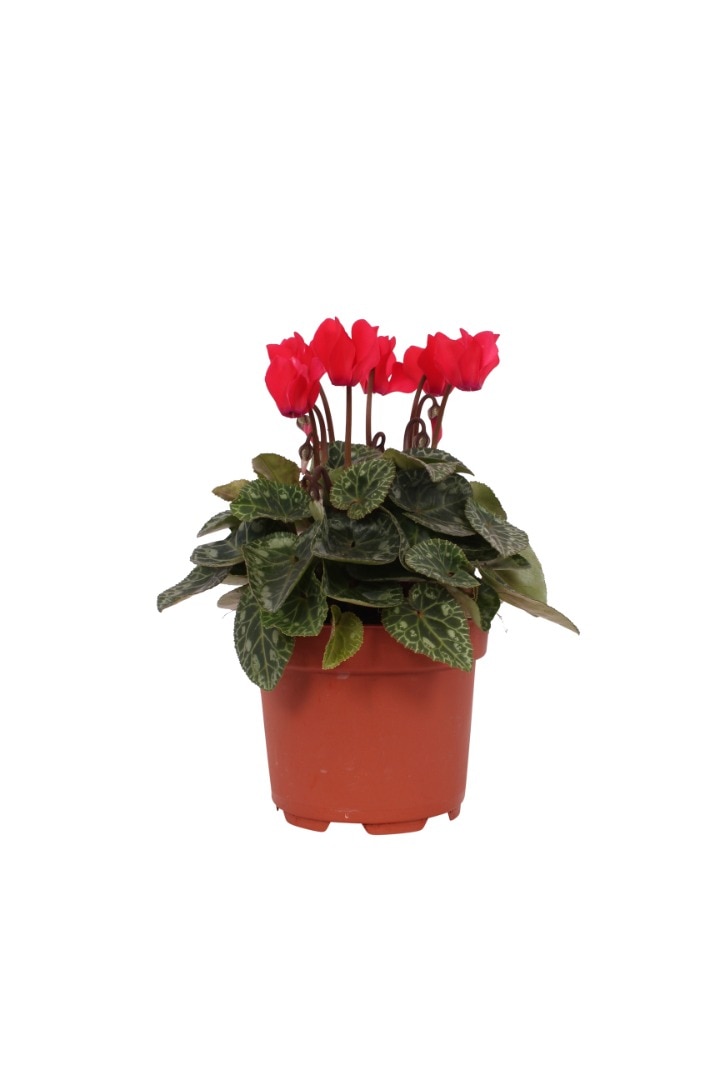 Cyclamen mix, in ghiveci, 10.5 cm