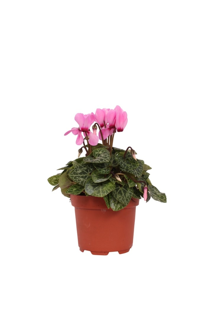 Cyclamen mix, in ghiveci, 10.5 cm
