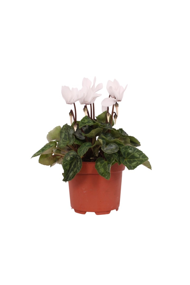 Cyclamen mix, in ghiveci, 10.5 cm