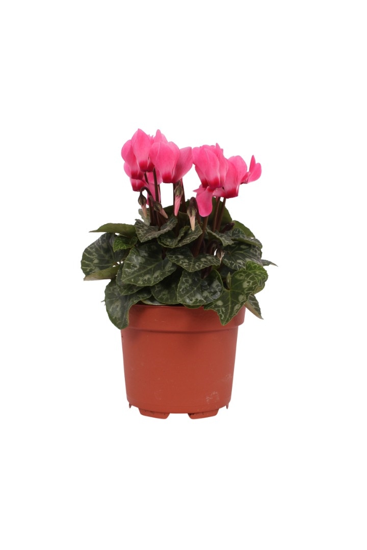 Cyclamen mix, in ghiveci, 10.5 cm